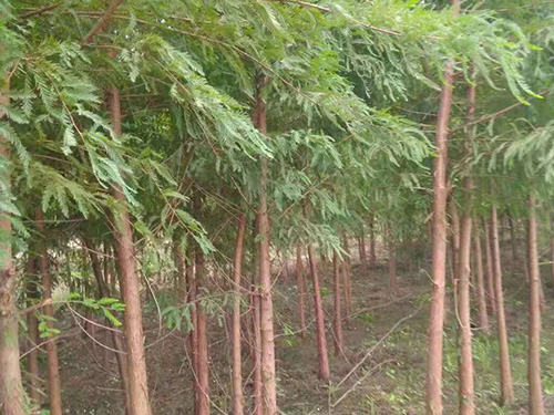 落羽杉