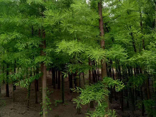 合理利用草木灰，讓你的苗木越長(zhǎng)越好